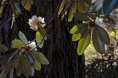 Rhododendrons On Redwood