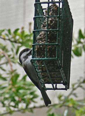 Hungry Chickadee