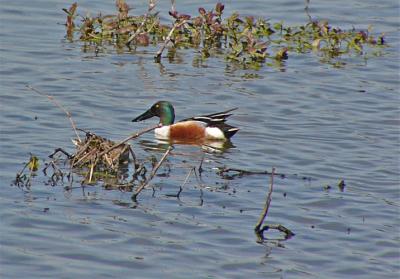 Northern Shoveler - male