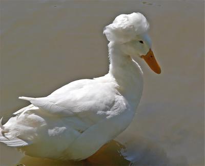 Puff Headed Duck