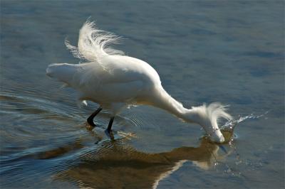 Snowy Egret Spears A Fish