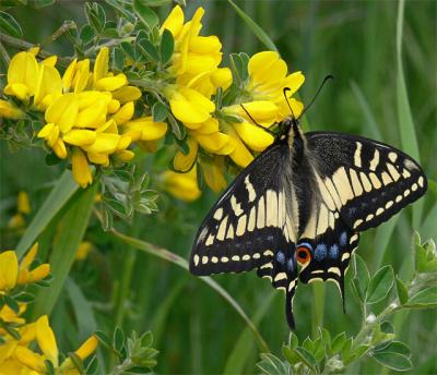 Anise Swallowtail