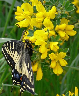 Anise Swallowtail on Scotch Broom