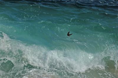 A Swallow Amidst the Waves