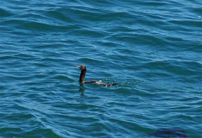 Pelagic Cormorant Takes a Swim