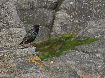 Starling