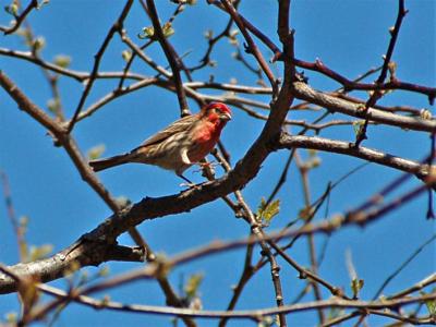 A Busy House Finch