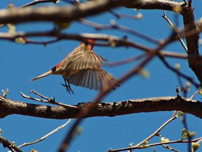 Hopping Branch to Branch