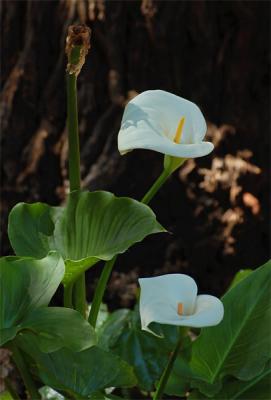 Calla Lilies In the Shade