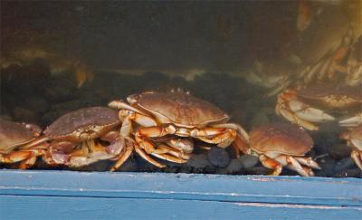 Crab Tank