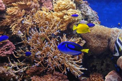 Blue and Yelllow Fish