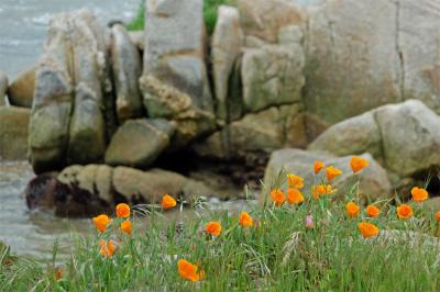 Poppies at the Shore