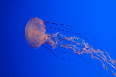 Moon Jelly