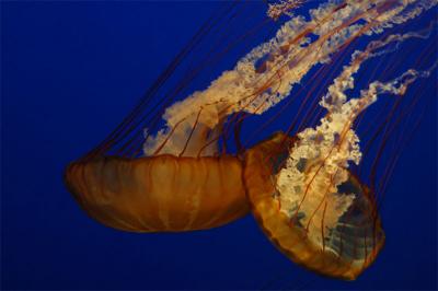 Two Large Jellies