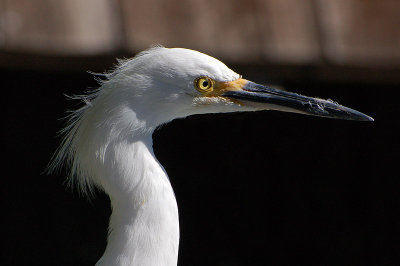 Snowy Egret