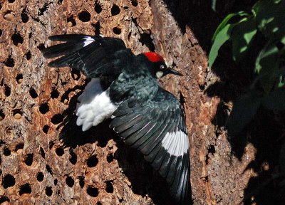 Acorn Woodpecker Spread