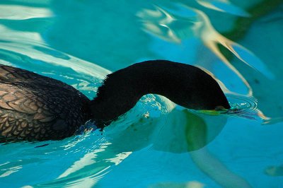 Cormorant Nose Dive