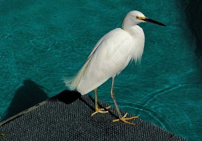 Snowy Egret at the Pool