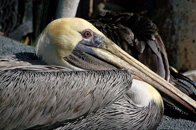 Resting Brown Pelican