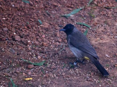 White Vented Bulbul