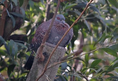 Speckled Pigeon