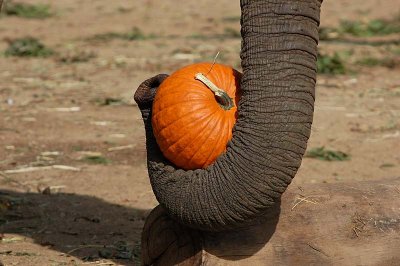 Pumpkin In a Trunk