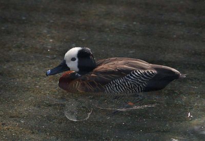 White Faced Whistling Duck