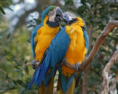 Macaws