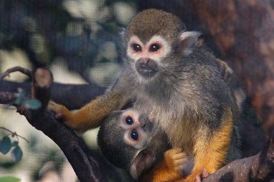Squirrel Monkey Nursing Baby