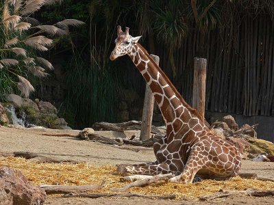 Relaxing Giraffe