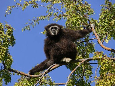 Up On a Branch