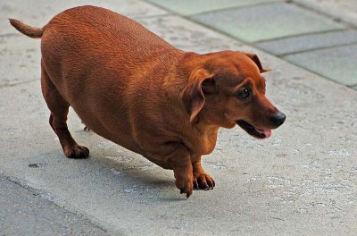 Dachsy