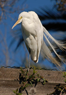 Breezy Great Egret