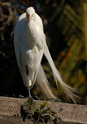 Great Egret on the Fence