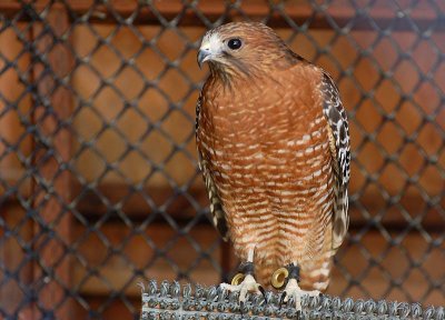 Very Red Red-Shouldered Hawk