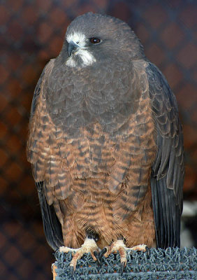 Swainson Hawk, I Believe