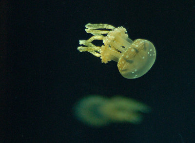 Spotted Jellyfish