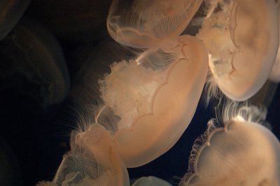 Moon Jelly Scallops