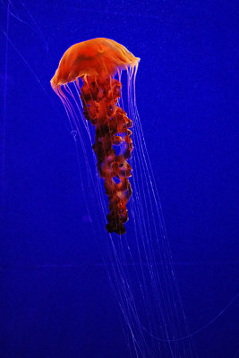 Black Sea Nettle