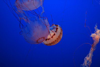 Purple Striped Jellyfish