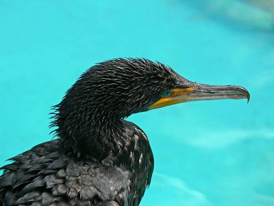 Cormorant Profile