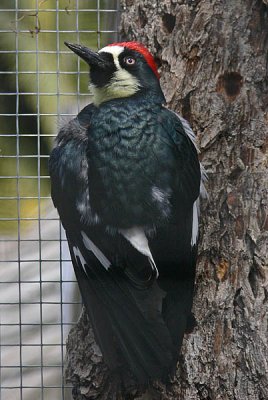 Acorn Woodpecker