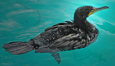 Enjoying the Pool