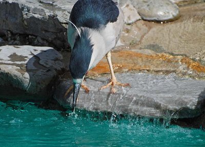 Getting a Drink