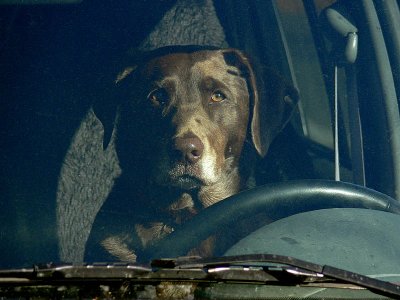 Dog Behind the Wheel
