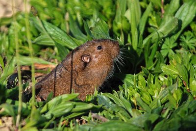 The Easter Gopher Pops Up!