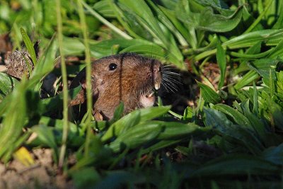 Gopher Teeth!