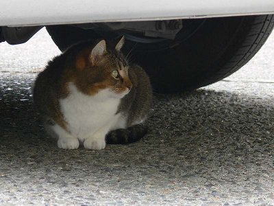 Under Car Cat