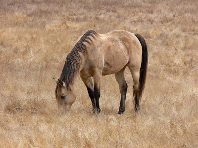 Golden Horse in Grass