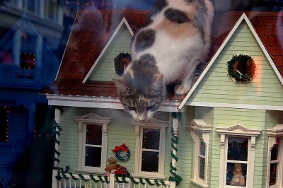 Cat On the Roof